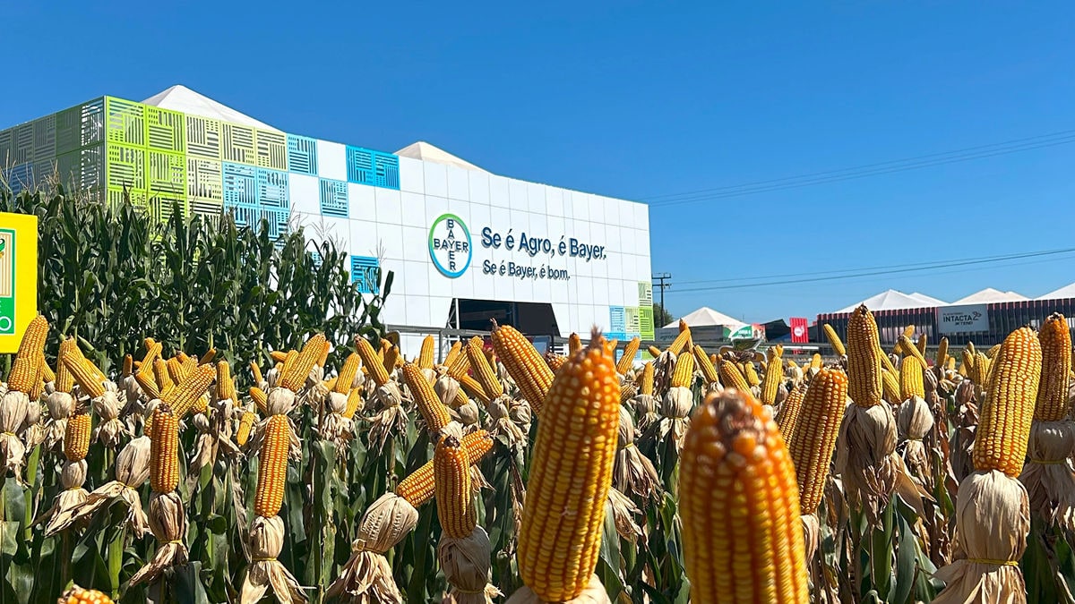 Estande da Bayer em feira do agronegócio, cercado por lavoura de milho